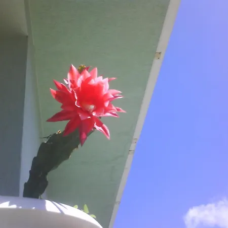 Guest house Aleks 2*